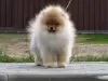 Photo №2 to announcement № 99757 for the sale of pomeranian - buy in Belarus private announcement, from nursery, breeder