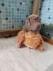 Additional photos: Shar Pei puppies