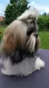 Additional photos: I sell Shih Tzu puppies FCI documents