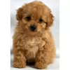 Photo №3. POODLE PUPPY AVAILABLE. United States