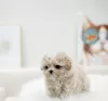 Photo №3. MALTESE PUPPY. Austria