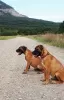 Photo №3. Bullmastiff puppies. Sweden