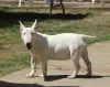 Photo №2 to announcement № 106399 for the sale of bull terrier - buy in Serbia breeder