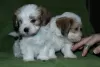 Additional photos: Havanese puppies