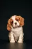 Photo №1. cavalier king charles spaniel - for sale in the city of Daugavpils | 1268$ | Announcement № 98634