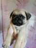 Photo №3. Purebred pug puppies. Russian Federation