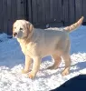 Photo №3. Labrador puppies. Russian Federation