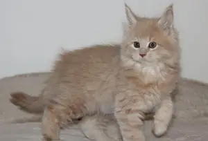 Photo №1. maine coon - for sale in the city of Iroh-Arbui | 1212$ | Announcement № 907