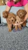 Additional photos: Mini poodle puppies