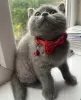 Photo №2 to announcement № 102804 for the sale of british shorthair - buy in United States private announcement