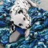 Photo №1. dalmatian dog - for sale in the city of Cologne | negotiated | Announcement № 103089