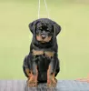 Additional photos: Rottweiler puppies, top litter