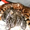 Photo №1. bengal cat - for sale in the city of Almaty | 1057$ | Announcement № 40316