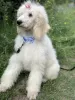 Photo №3. Standard (large, royal) poodle puppies. Ukraine