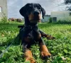 Photo №1. dobermann - for sale in the city of Лимонта | Is free | Announcement № 68695