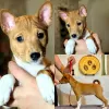 Additional photos: Basenji puppies. African non-barking dog.