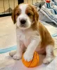 Photo №1. welsh springer spaniel - for sale in the city of Дублин | negotiated | Announcement № 116904