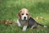 Photo №2 to announcement № 113257 for the sale of beagle - buy in Poland private announcement, breeder