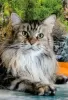 Photo №1. maine coon - for sale in the city of Tyumen | negotiated | Announcement № 9766