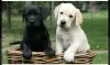 Photo №1. labrador retriever - for sale in the city of Москва | 609$ | Announcement № 10650