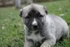 Additional photos: Turkish Kangal puppies