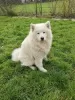 Additional photos: SAMOYED LOF BABIES - 2 MALES BORN 6/4/23