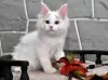 Photo №1. ragdoll - for sale in the city of Loutraki | 370$ | Announcement № 65086