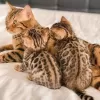 Photo №1. bengal cat - for sale in the city of Courcelles | Is free | Announcement № 127853