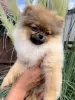 Additional photos: Pomeranian puppies of the highest pedigree