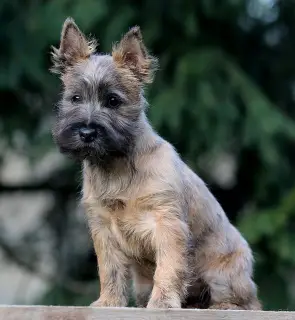 Additional photos: Girls Cairn Terrier