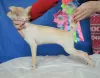 Additional photos: Russian Toy puppies for sale