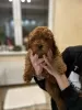 Additional photos: Red toy poodle puppies