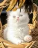 Photo №1. persian cat - for sale in the city of Siegburg | 264$ | Announcement № 121675