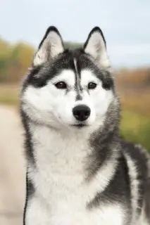 Additional photos: Blue eyed husky boy