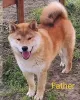 Additional photos: Shiba Inu puppies for sale