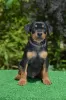 Additional photos: german pinscher