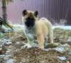 Photo №2 to announcement № 8232 for the sale of american akita - buy in Russian Federation breeder