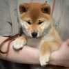 Photo №1. shiba inu - for sale in the city of Tampere | negotiated | Announcement № 119803