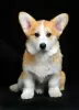 Photo №2 to announcement № 92841 for the sale of welsh corgi - buy in Ukraine breeder