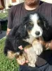 Additional photos: Bernese Mountain Dog