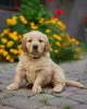 Photo №1. golden retriever - for sale in the city of Żarki-Letnisko | 2113$ | Announcement № 70333