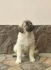 Additional photos: Turkish Kangal puppies