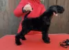 Photo №4. I will sell kerry blue terrier in the city of Minsk. breeder - price - 600$