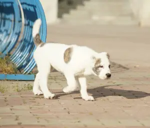 Photo №3. Central Asian Shepherd Puppy White-Tiger Girl. Russian Federation