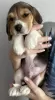 Photo №2 to announcement № 101982 for the sale of beagle - buy in United States breeder