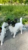 Photo №2 to announcement № 129929 for the sale of papillon dog - buy in Germany private announcement