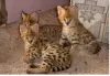 Photo №1. savannah cat - for sale in the city of Jena | 471$ | Announcement № 130251