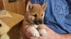 Photo №1. shiba inu - for sale in the city of Dragsvik | Is free | Announcement № 119303