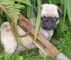 Photo №2 to announcement № 18639 for the sale of pug - buy in Albania private announcement