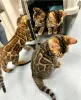 Photo №2 to announcement № 84177 for the sale of bengal cat - buy in Finland private announcement